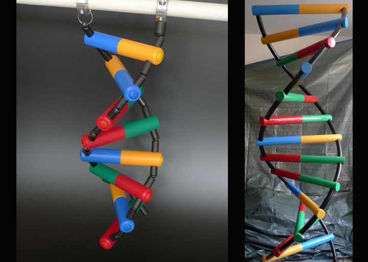 DNA build model interactive science exhibit